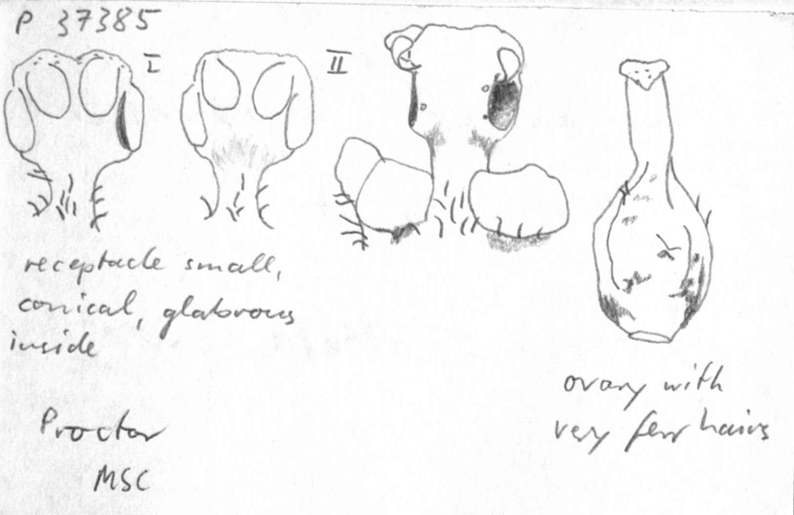 preview Damburneya patens (Sw.) Trofimov